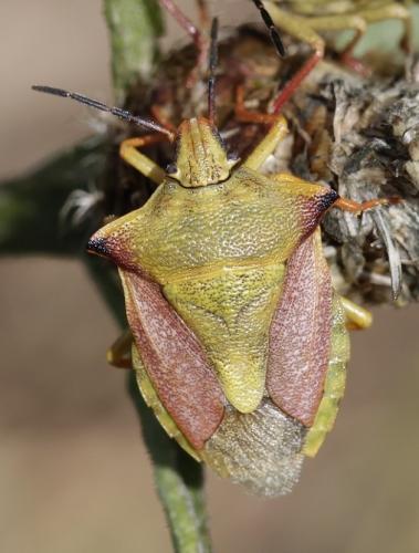 Carpocoris mediterraneus atlanticus